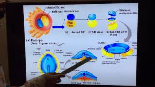 General Embryology  Part III 3rd and 4th week of development by Dr Vijaya [upl. by Uriah]