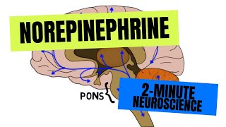 2Minute Neuroscience Norepinephrine [upl. by Anaitsirc470]