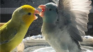 Parrotlet Talking amp Singing  Parrotlets Whistling [upl. by Aylatan858]