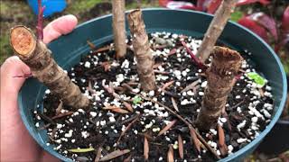 Growing RED TI LEAF Plant  Cordyline Fruticosa [upl. by Larrabee]