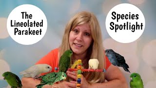 Lineolated Parakeet as Pets Species Spotlight [upl. by Chilt]