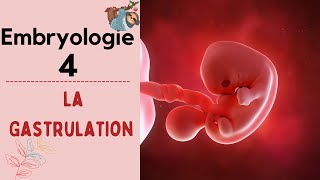 Embryologie  La Gastrulation   2020  شرح بالدارجة [upl. by Augusto]