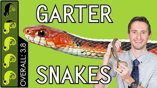 Garter Snake The Best Pet Snake [upl. by Asirahc]