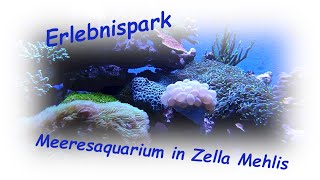 “Erlebnispark Meeresaquarium” in ZellaMehlis [upl. by Joceline]