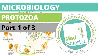 Protozoa  Microbiology  USMLE STEP 1  Part 1 of 3 [upl. by Coates538]