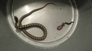 Feeding Pet Garter Snake [upl. by Ricky]