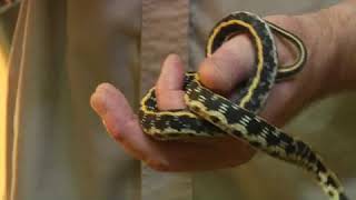 What Does a Garter Snake Eat [upl. by Reeva]