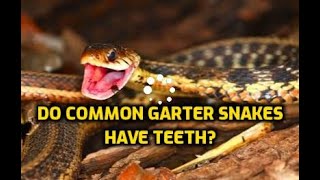 Do Common Garter Snakes Have Teeth [upl. by Terhune]