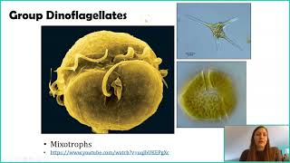 Introduction to Protists [upl. by Ajidahk41]