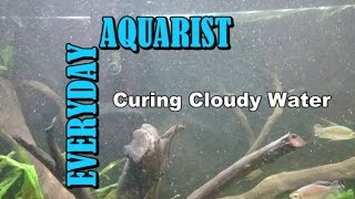 What Causes Cloudy White Aquarium Water [upl. by Haroldson]