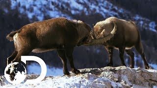 Male Alpine Ibex Goats Go Head To Head  Wildest Europe [upl. by Adolpho634]