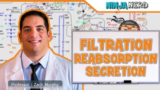 Renal  Filtration Reabsorption and Secretion Overview [upl. by Mehala815]