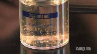 How to Care for Daphnia [upl. by Jonina]