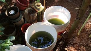 How to grow Green Water Algae [upl. by Etnaid]