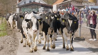 Weideaustrieb Kühe hüpfen und rennen ins Grün [upl. by Ademla]