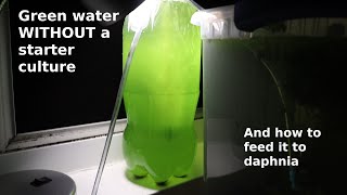 Green Water WITHOUT a Starter Culture  From Scratch  How To [upl. by Letizia]