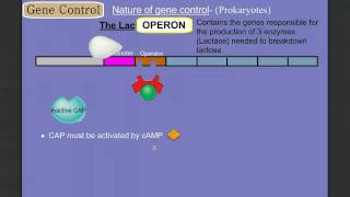 Gene Control Part 2 Prokaryotes The Operon [upl. by Fransen725]