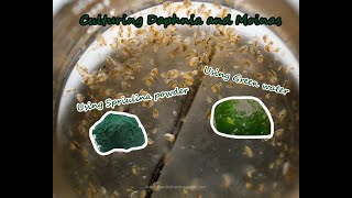 How To Culture Daphnia and Moinas using Green Water Spirulina powder [upl. by Asp341]