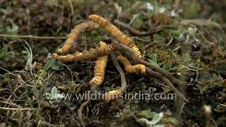 Magical caterpillar fungus from the Himalaya  Cordyceps sinensis [upl. by Leahcimnhoj766]