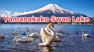 Yamanakako Swan Lake  Fuji Kawaguchiko Japan [upl. by Lybis]