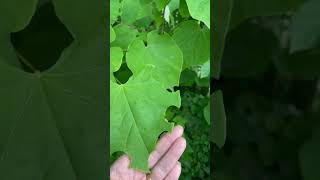 LeafCutter Bees Building Nests from Redbud Leaves [upl. by Bertasi]