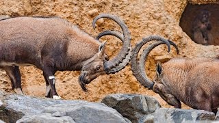 Beautiful Mountain Alps Wild Goats Fighting Alpine Ibex [upl. by Gross]