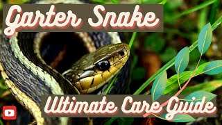 Garter Snake Ultimate Care Guide 2020 [upl. by Dlnaod]