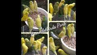 Parrotletbirds Parrotlets Color Mutations [upl. by Assirak]