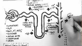 Nephron Function [upl. by Hausner]