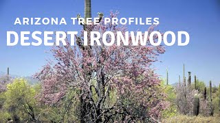 Desert Ironwood  Arizona Tree Profiles [upl. by Ainomar929]