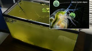 Raising Daphnia for the Freshwater Aquarium [upl. by Enilav]