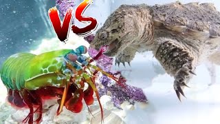 Godzilla Snapping Turtle vs Giant Mantis Shrimp EPIC BATTLE ROYALE [upl. by Jania901]