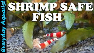 9 AWESOME Nano Fish SAFE for SHRIMP  Shrimp Safe Aquarium Fish [upl. by Sonitnatsnoc219]