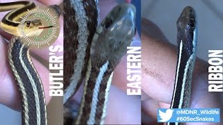 60Second Snakes Garter Snakes and Ribbon Snake [upl. by Dupin]