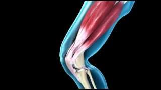 Knee joint structure and actions [upl. by Aruat]