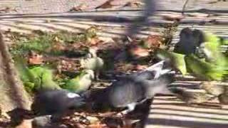 Wild Quaker Parrots quotRumblequot in Brooklyn [upl. by Eremihc]