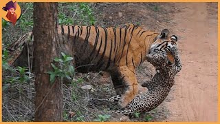 14 Tiger Battles Caught On Film [upl. by Rachel588]