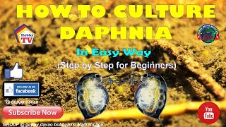 HOW TO CULTURE DAPHNIA In Easy Way [upl. by Enilra]