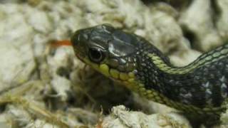 EASTERN GARTER SNAKE CARE SHEET WITH AWESOME FEEDING FOOTAGE [upl. by Lateehs]