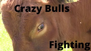 Crazy Bulls Fighting for Dominance RAW FOOTAGE [upl. by Fitalludba943]