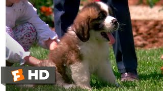 Beethoven 1992  Big Puppy Big Dog Scene 310  Movieclips [upl. by Lluj]