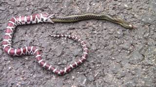 Milk Snake regurgitates an Eastern Garter Snake [upl. by Ttihw]