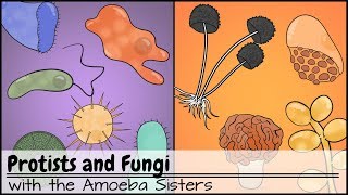 Protists and Fungi [upl. by Sadnac]