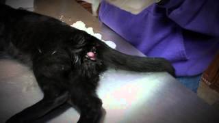 Neutering the Cats [upl. by Sew]