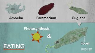 Protists  Sci NC [upl. by Ifen]